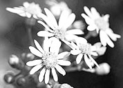 秋思手机号轰炸平台